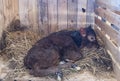 Young calf Royalty Free Stock Photo