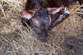 Young calf Royalty Free Stock Photo