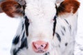 Young calf of a dairy cow with big ears. Cattle in the paddock outdoors in winter. White cow with black spots, close-up portrait Royalty Free Stock Photo