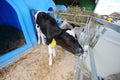 Young calf on a dairy farm drinking water from a Royalty Free Stock Photo