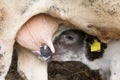 Young calf drinks milk