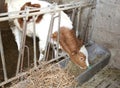 Young calf while eating the straw