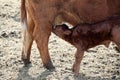 Young calf enjoying its next meal Royalty Free Stock Photo