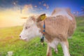 Young Calf face , selective focus Royalty Free Stock Photo