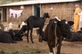 A Young calf with goats next to a hut Royalty Free Stock Photo