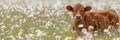 Young calf grazing in daisy field on sunny day serene farm animal scene with space for text Royalty Free Stock Photo