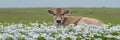 Young calf grazing in daisy field on a sunny day serene farm animal scene with space for text Royalty Free Stock Photo