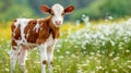 Young calf grazing in daisy field on a sunny summer day serene farm animal scene Royalty Free Stock Photo