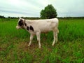 Young calf on a green field in the countryside. Cow in the open air. The calf looks straight ahead. Animal. Agricultural industry Royalty Free Stock Photo