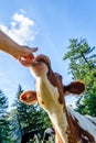 Young Calf licking hand Royalty Free Stock Photo