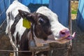 Young calf licking in a stall Royalty Free Stock Photo