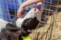 Young calf licks hand of girl who is stroking it Royalty Free Stock Photo