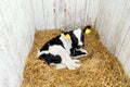 A young calf Lies in the straw on a farm Royalty Free Stock Photo