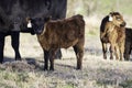 Young calf looking at camera