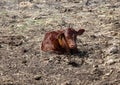 Young calf looking for its next meal Royalty Free Stock Photo