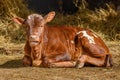 Young calf lying on the ground Royalty Free Stock Photo