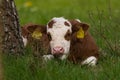 Young calf is lying in the meadow