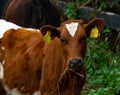 Young calf on a meadow, close up.