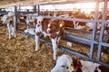 Young calf in a nursery for cows in a dairy farm. Newborn animal Royalty Free Stock Photo