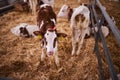 Young calf in a nursery for cows in a dairy farm. Newborn animal Royalty Free Stock Photo