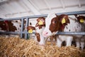 Young calf in a nursery for cows in a dairy farm. Newborn animal Royalty Free Stock Photo