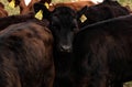 Young calf with other cattle