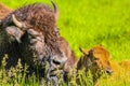 Bison mom with calf, Elk Island National Park, Alberta, Canada Royalty Free Stock Photo