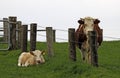 Young calf, separated by a fence Royalty Free Stock Photo