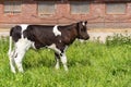 A young calf is standing on the grass near the cowshed Royalty Free Stock Photo