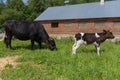 A young calf stands with aFarm animals Royalty Free Stock Photo