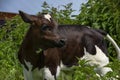A young calf stands among the bushes of nettles