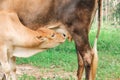 Young calf sucking up milk from the mom cow Royalty Free Stock Photo