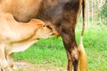 Young calf sucking up milk from the mom cow Royalty Free Stock Photo