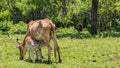 Young calf in suckling the udder of suckler cow. Royalty Free Stock Photo