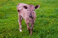 Young calf on summer grazing