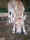 A young calf waiting for it mom Royalty Free Stock Photo