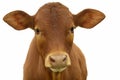 A young brown chesnut coloured calf, face only, looking at camera, against white background, isolated, with copy space Royalty Free Stock Photo