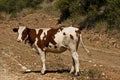 A young calf white with red spots looks around the road and looks for the herd