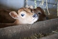 Young Calf Yearning for Food Royalty Free Stock Photo