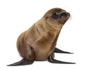 Young California Sea Lion Royalty Free Stock Photo