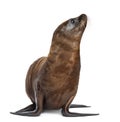 Young California Sea Lion Royalty Free Stock Photo