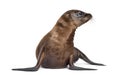 Young California Sea Lion