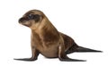 Young California Sea Lion