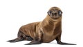 Young California Sea Lion Royalty Free Stock Photo