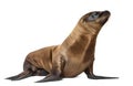 Young California Sea Lion Royalty Free Stock Photo