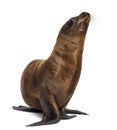 Young California Sea Lion, Zalophus californianus, 3 months old Royalty Free Stock Photo