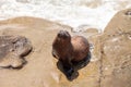 Young California sea lion Zalophus californianus pups Royalty Free Stock Photo