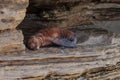 Young California sea lion Zalophus californianus pups Royalty Free Stock Photo