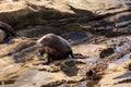 Young California sea lion Zalophus californianus pups Royalty Free Stock Photo