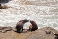 Young California sea lion Zalophus californianus pups Royalty Free Stock Photo